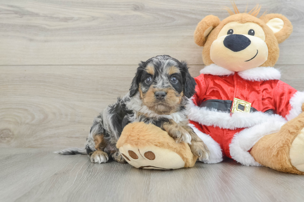 6 week old Cockapoo Puppy For Sale - Simply Southern Pups