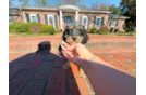 Cute Cocker Doodle Poodle Mix Puppy