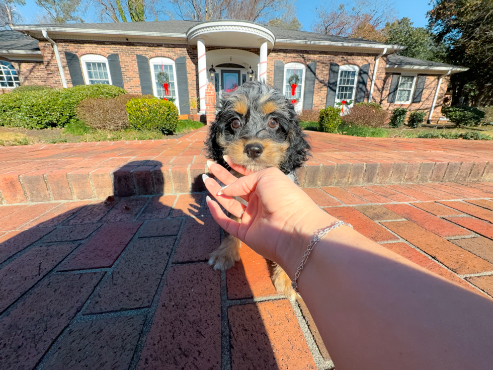 Cute Cocker Doodle Poodle Mix Puppy