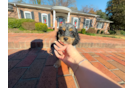 Cute Cockapoo Baby