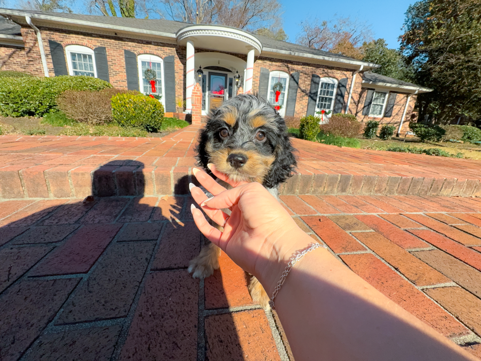 Cute Cockapoo Baby