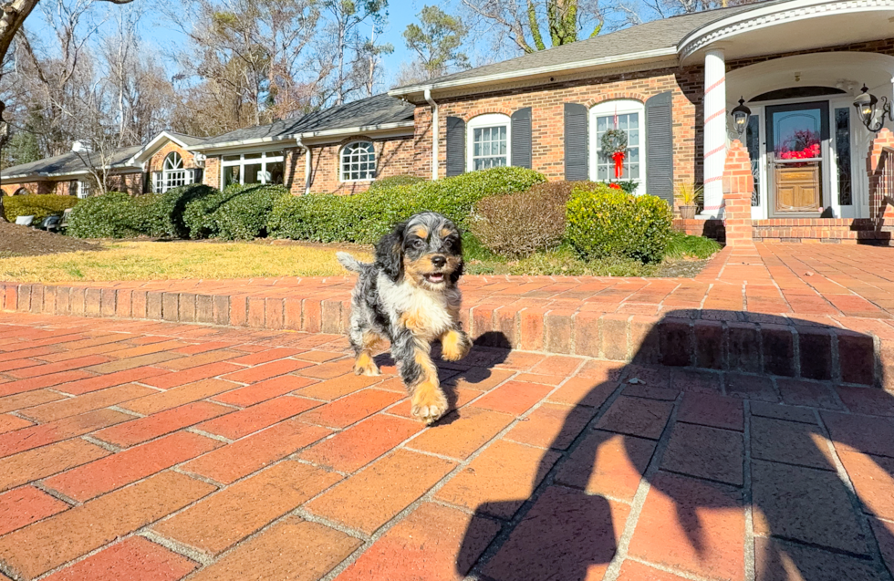 Cute Cockapoo Baby