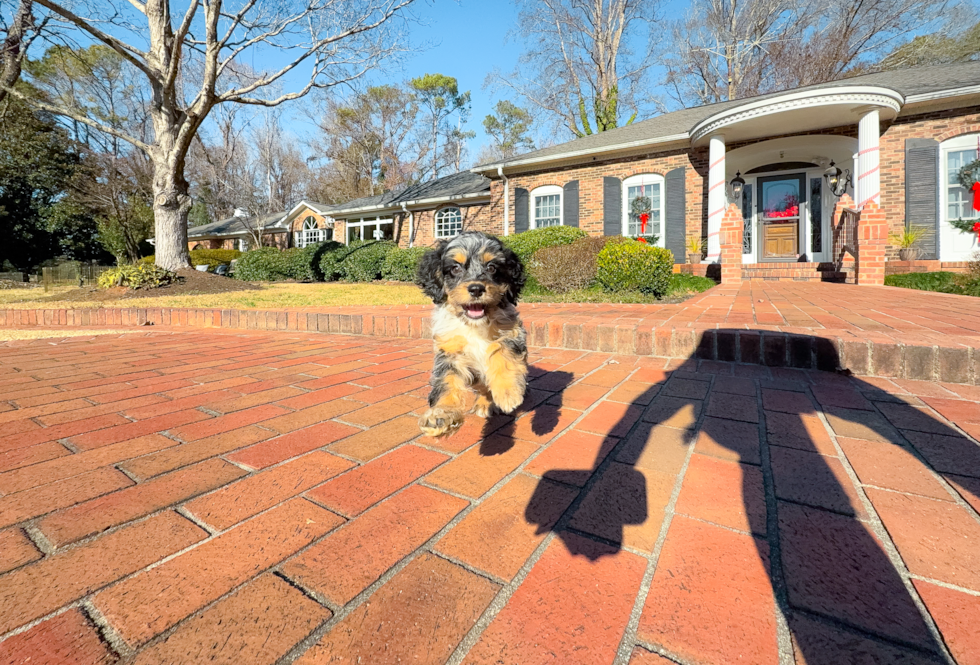 Cockapoo Puppy for Adoption