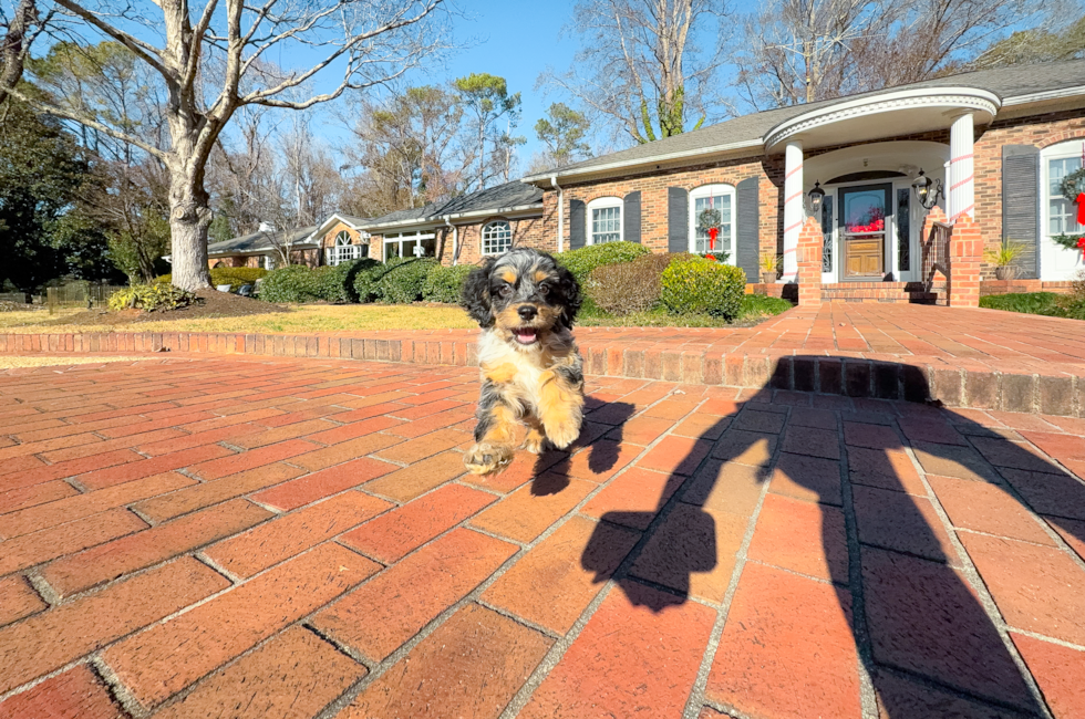 10 week old Cockapoo Puppy For Sale - Simply Southern Pups