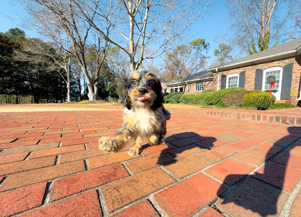 Cute Cockapoo Baby