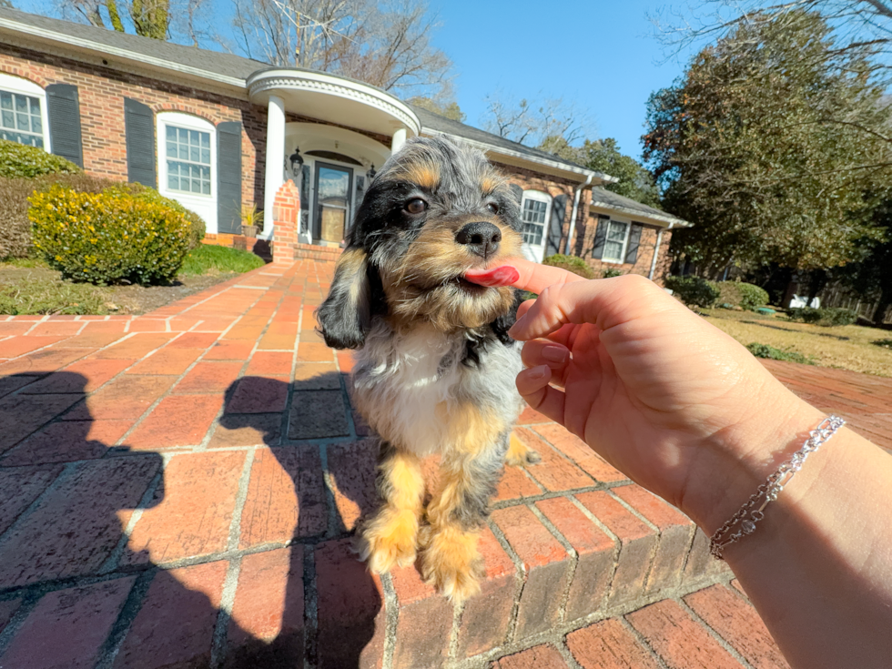 Cute Cocker Doodle Poodle Mix Puppy