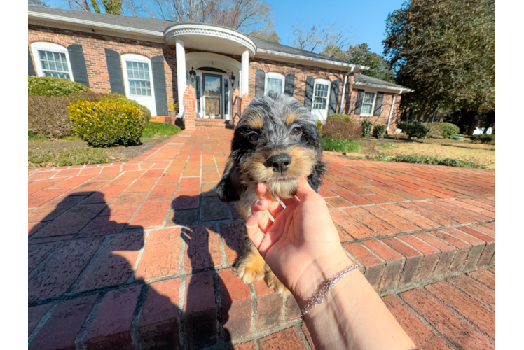 Cute Cockapoo Poodle Mix Pup