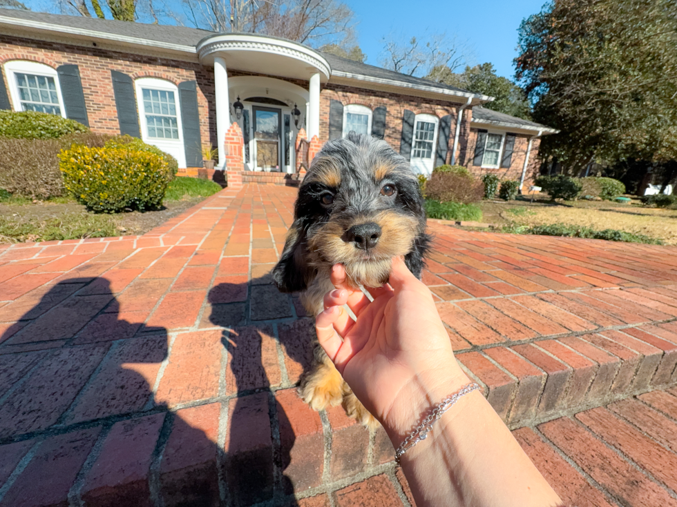 Cute Cockapoo Poodle Mix Pup