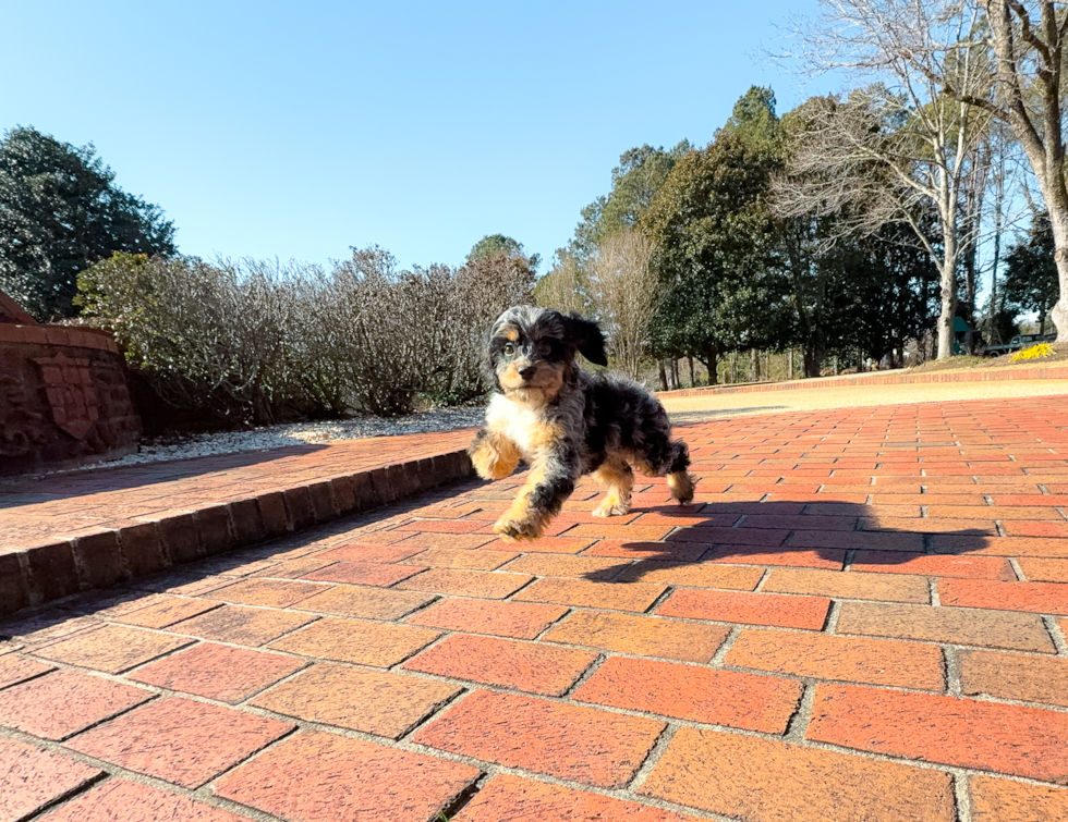 Cute Cockapoo Baby