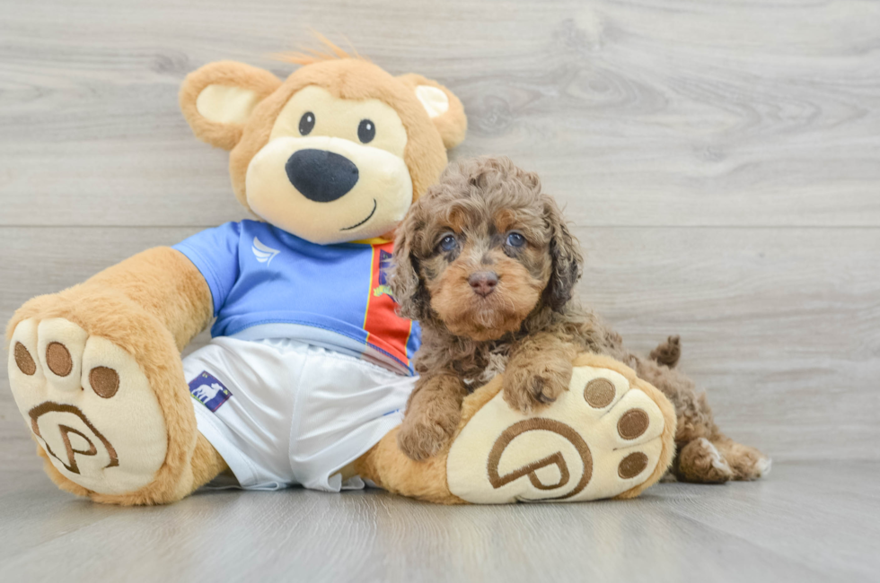 6 week old Cockapoo Puppy For Sale - Simply Southern Pups