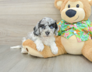 7 week old Cockapoo Puppy For Sale - Simply Southern Pups