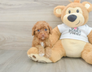 8 week old Cockapoo Puppy For Sale - Simply Southern Pups
