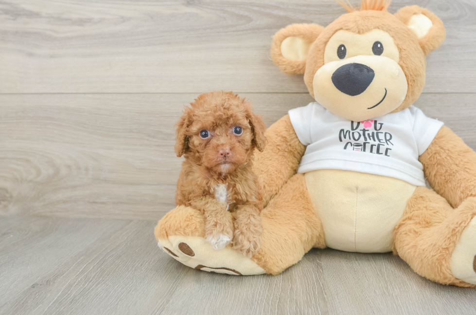 5 week old Cockapoo Puppy For Sale - Simply Southern Pups