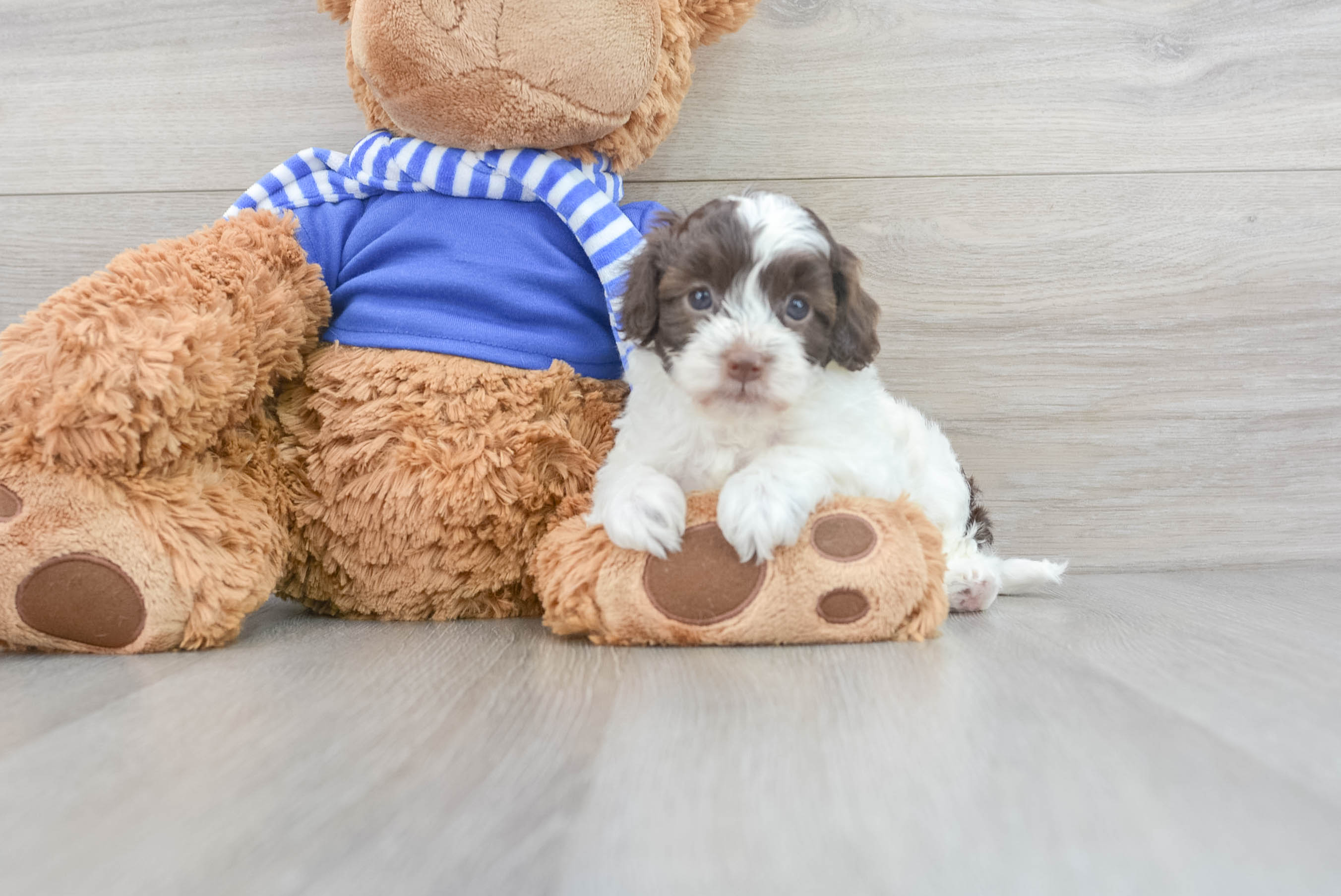 Best best sale cockapoo puppies