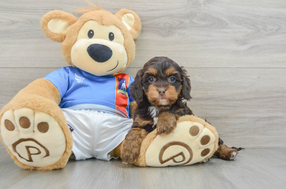 6 week old Cockapoo Puppy For Sale - Simply Southern Pups