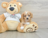 9 week old Cockapoo Puppy For Sale - Simply Southern Pups