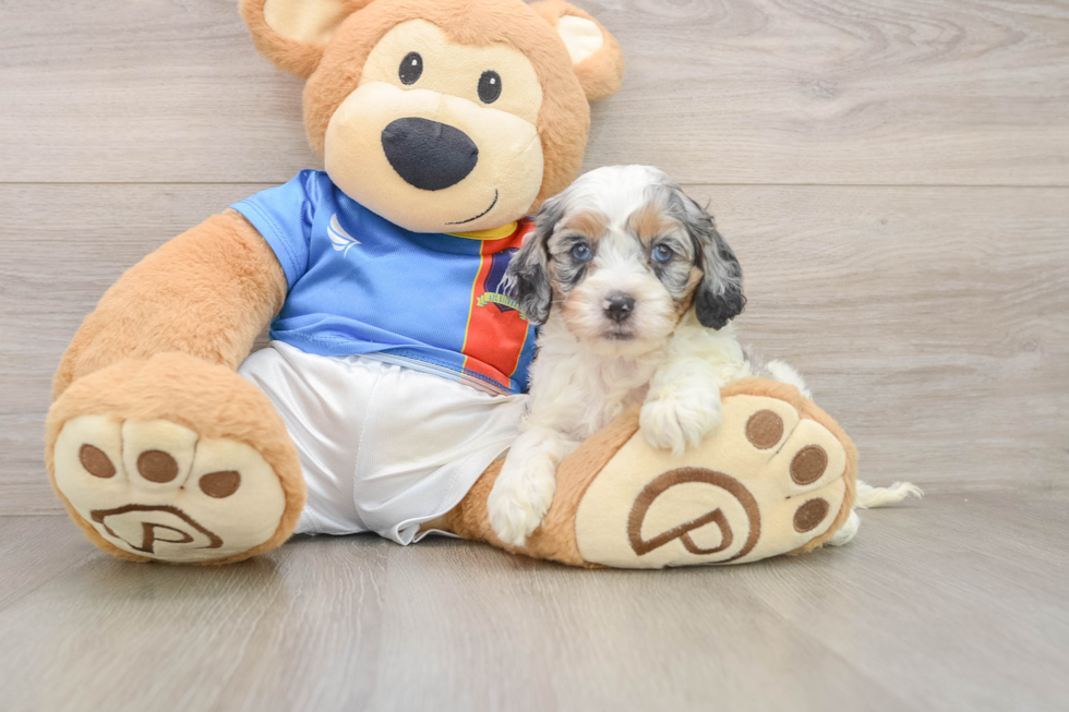 Cockapoo Puppy for Adoption