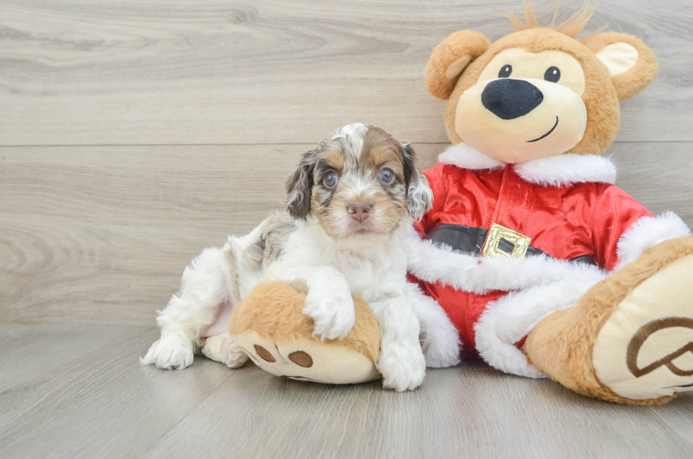 6 week old Cockapoo Puppy For Sale - Simply Southern Pups