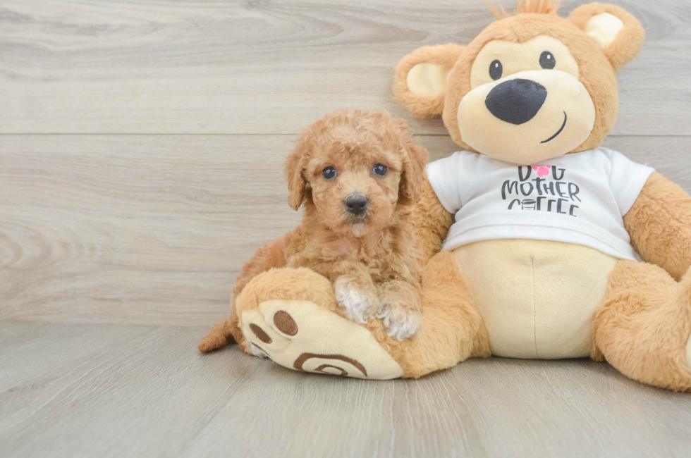 5 week old Cockapoo Puppy For Sale - Simply Southern Pups