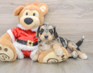 6 week old Cockapoo Puppy For Sale - Simply Southern Pups