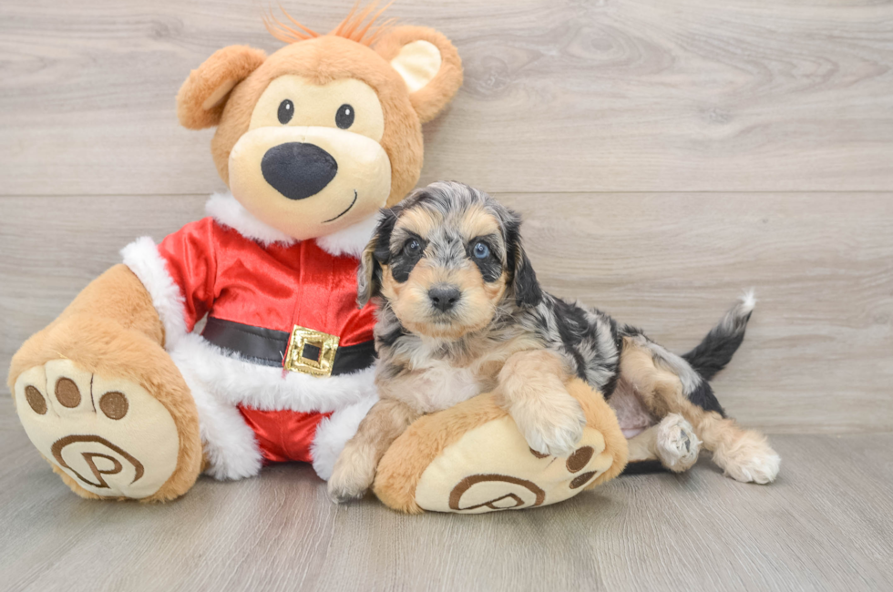 5 week old Cockapoo Puppy For Sale - Simply Southern Pups