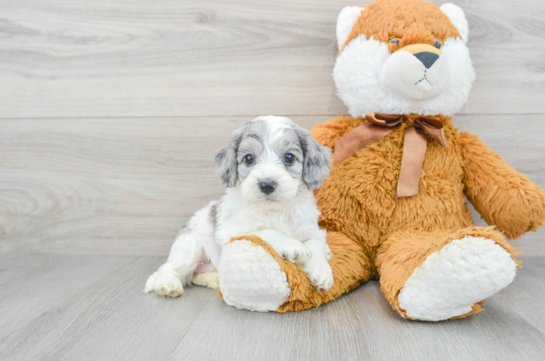 Friendly Cockapoo Baby