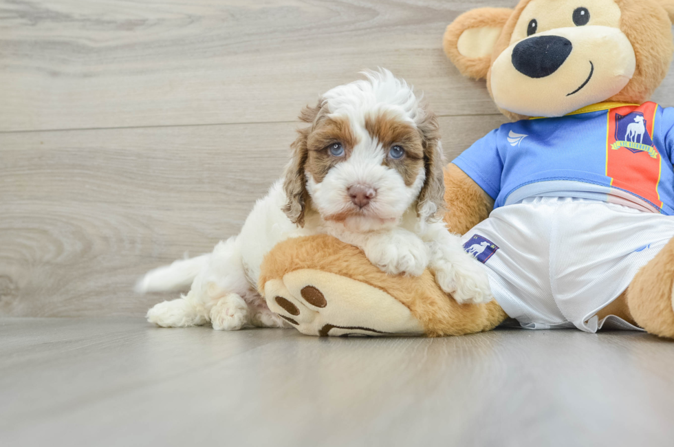 6 week old Cockapoo Puppy For Sale - Simply Southern Pups