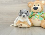 7 week old Cockapoo Puppy For Sale - Simply Southern Pups