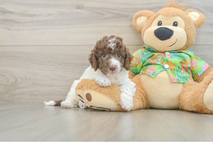 Cockapoo Pup Being Cute