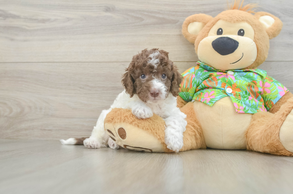5 week old Cockapoo Puppy For Sale - Simply Southern Pups