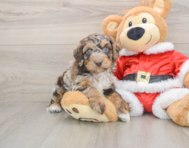 6 week old Cockapoo Puppy For Sale - Simply Southern Pups