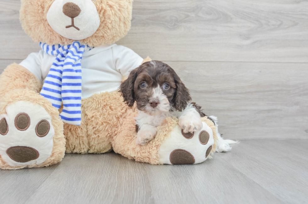 6 week old Cockapoo Puppy For Sale - Simply Southern Pups