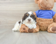 6 week old Cockapoo Puppy For Sale - Simply Southern Pups