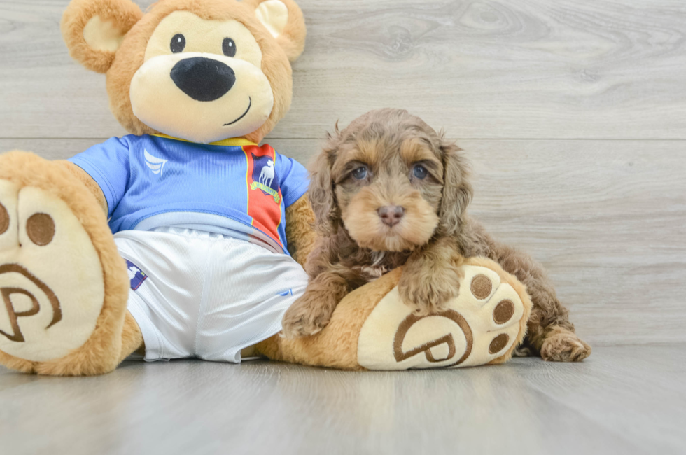 6 week old Cockapoo Puppy For Sale - Simply Southern Pups