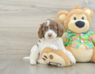 5 week old Cockapoo Puppy For Sale - Simply Southern Pups