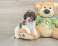 6 week old Cockapoo Puppy For Sale - Simply Southern Pups