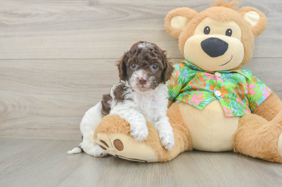 5 week old Cockapoo Puppy For Sale - Simply Southern Pups