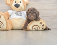 5 week old Cockapoo Puppy For Sale - Simply Southern Pups