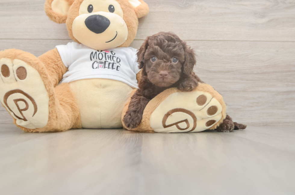 5 week old Cockapoo Puppy For Sale - Simply Southern Pups
