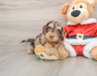 6 week old Cockapoo Puppy For Sale - Simply Southern Pups