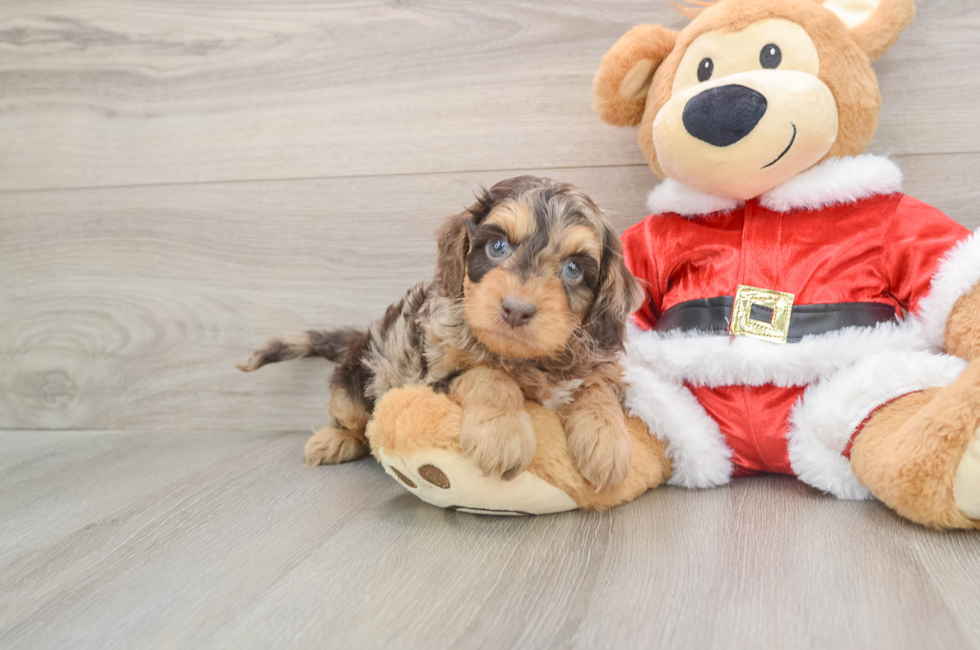 5 week old Cockapoo Puppy For Sale - Simply Southern Pups