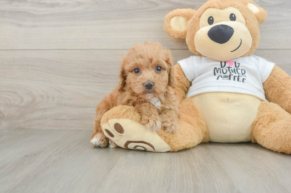 5 week old Cockapoo Puppy For Sale - Simply Southern Pups