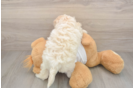 Cockapoo Puppy for Adoption