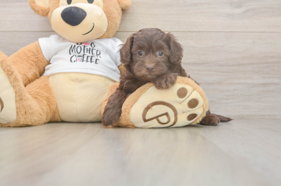 5 week old Cockapoo Puppy For Sale - Simply Southern Pups