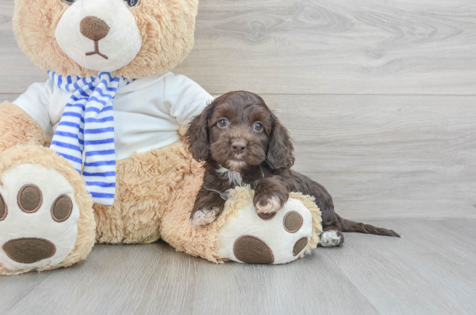 6 week old Cockapoo Puppy For Sale - Simply Southern Pups