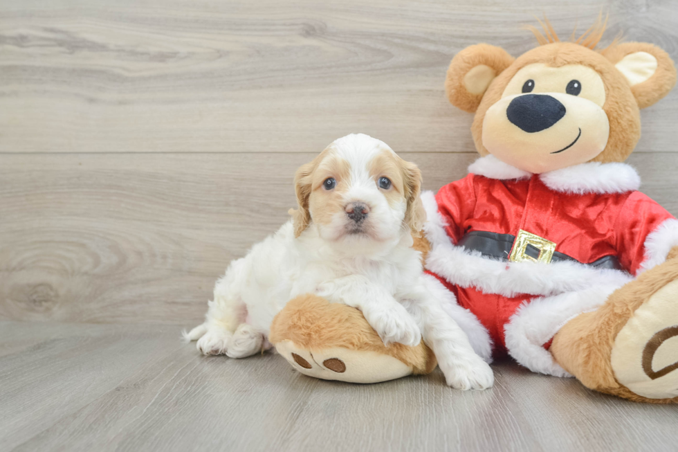 Cockapoo Pup Being Cute