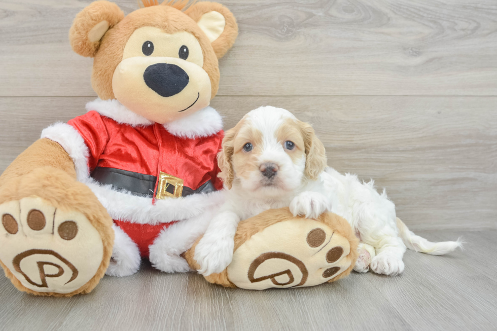 Sweet Cockapoo Baby