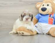 6 week old Cockapoo Puppy For Sale - Simply Southern Pups