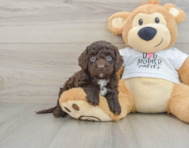 7 week old Cockapoo Puppy For Sale - Simply Southern Pups