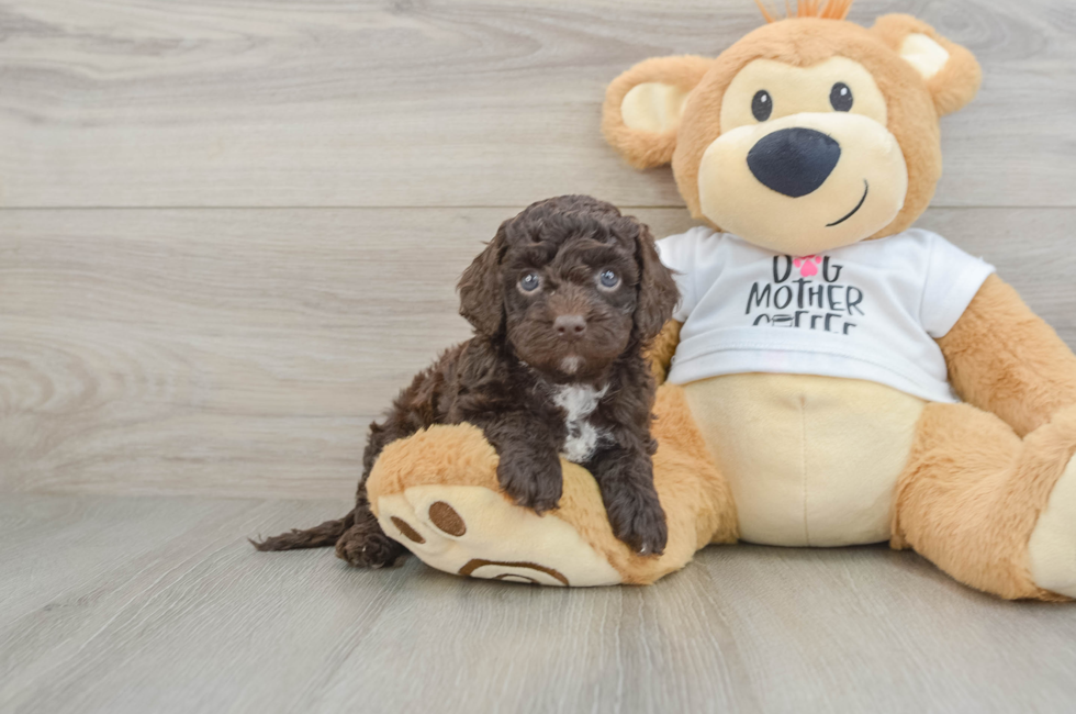 6 week old Cockapoo Puppy For Sale - Simply Southern Pups